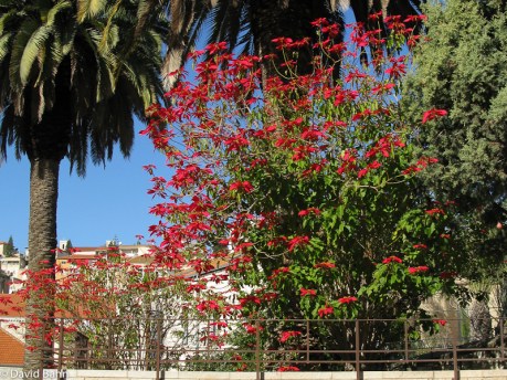 Poinsettia Bush in Nazareth, Israel