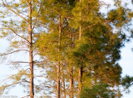 Afternoon Sun on Pine Trees