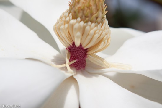 Magnolia Blossom