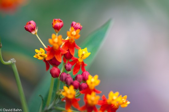 Butterfly Weed