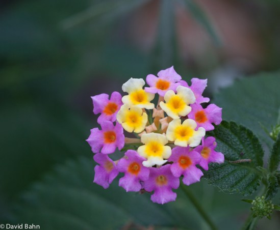 Milkweed - or better yet, "Butterfly Weed"