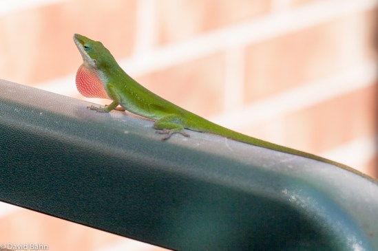 Psalm 150:6 Psalm 150:6