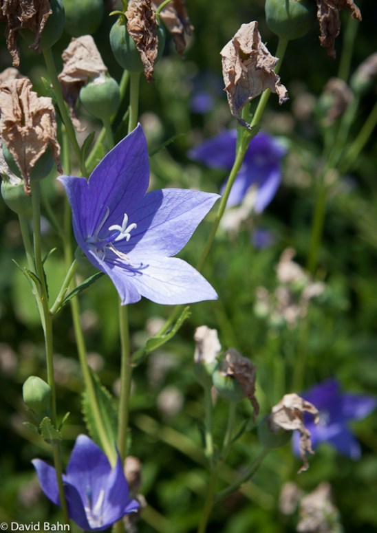 The flower withers but the Word of God remains forever.