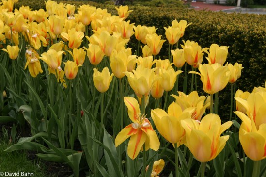 Tulips in front of Daniel Webster Inn