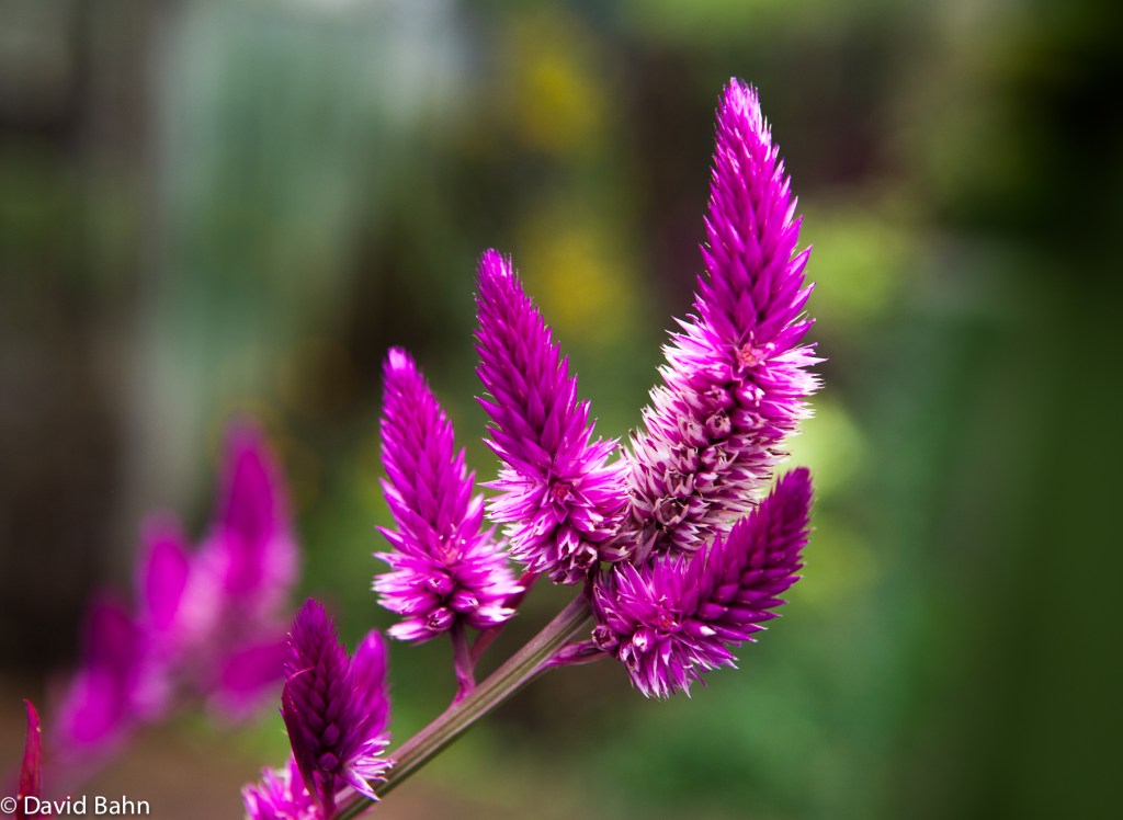 Purple Flower
