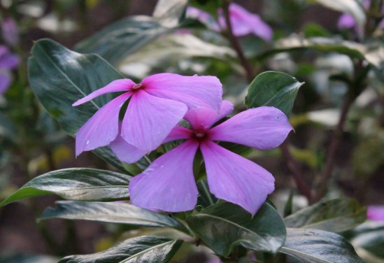 Photo by Carl Benton