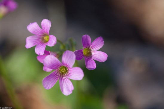 Tiny Purple Beauties