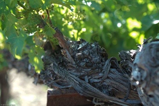 The vine nourishes the branches so that they may bear much fruit. (Taken at Steinbeck Vineyards, Paso Robles, California)