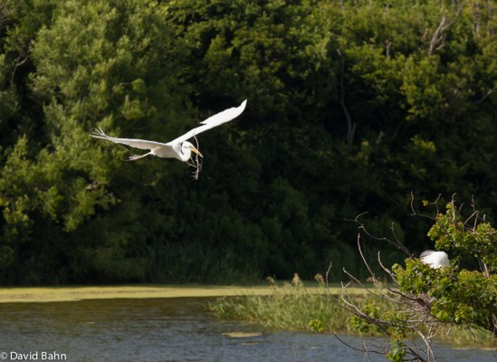 High Island Rookery - May 2013