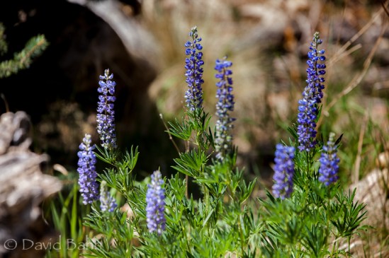 More flora among the fauna - II