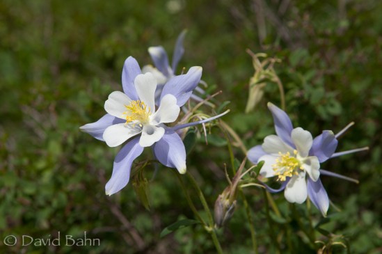 Columbine Blossoms