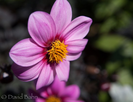 One of thousands and thousands of flowers at Mintcher Gardens in Chilliwack, BC