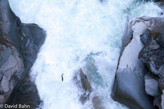 A two-foot-long salmon fights the swift current up river in Canada, seeking to get to its spawning grounds.