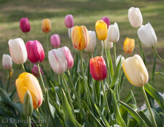 For the record, I love tulips, and am thankful that there are people who plant tulip bulbs and grow them for others to enjoy.