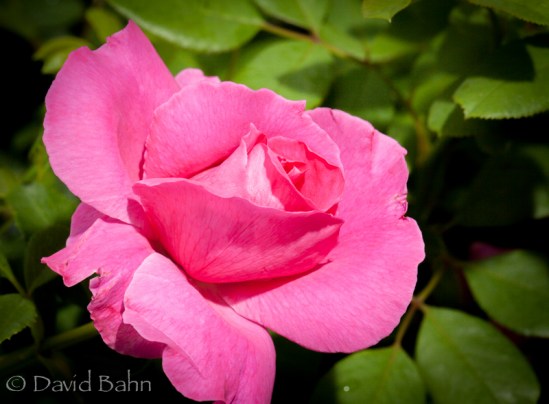 Antique Rose Emporium - Brenham, Texas