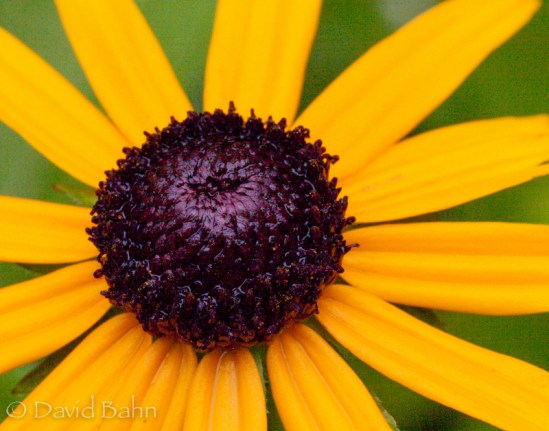 Antique Rose Emporium - Brenham, Texas