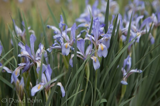 Volunteer Iris grows along the path.