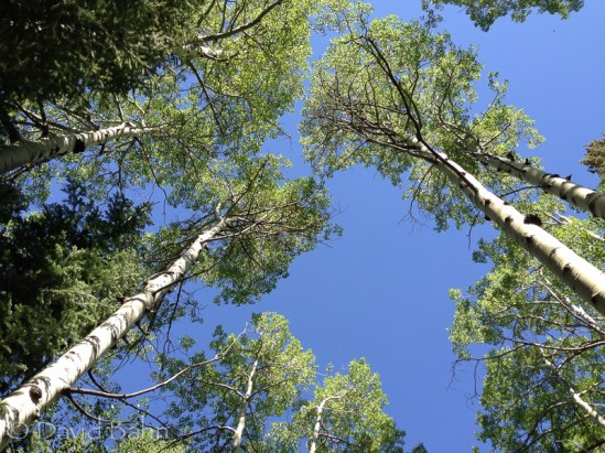 Climb to Lily Pad Lake