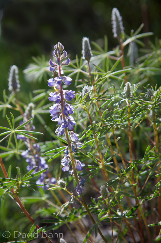 Climb to Lily Pad Lake
