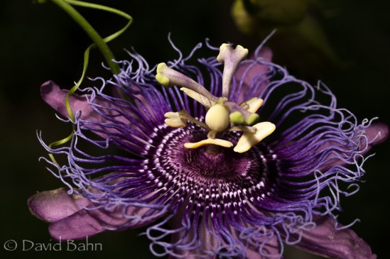 Antique Rose Emporium - Brenham, Texas