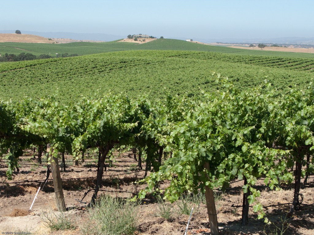 The grape-bearing branches are those which are lifted up and off the ground, and attached to the vine (the large vine growing up from the ground).