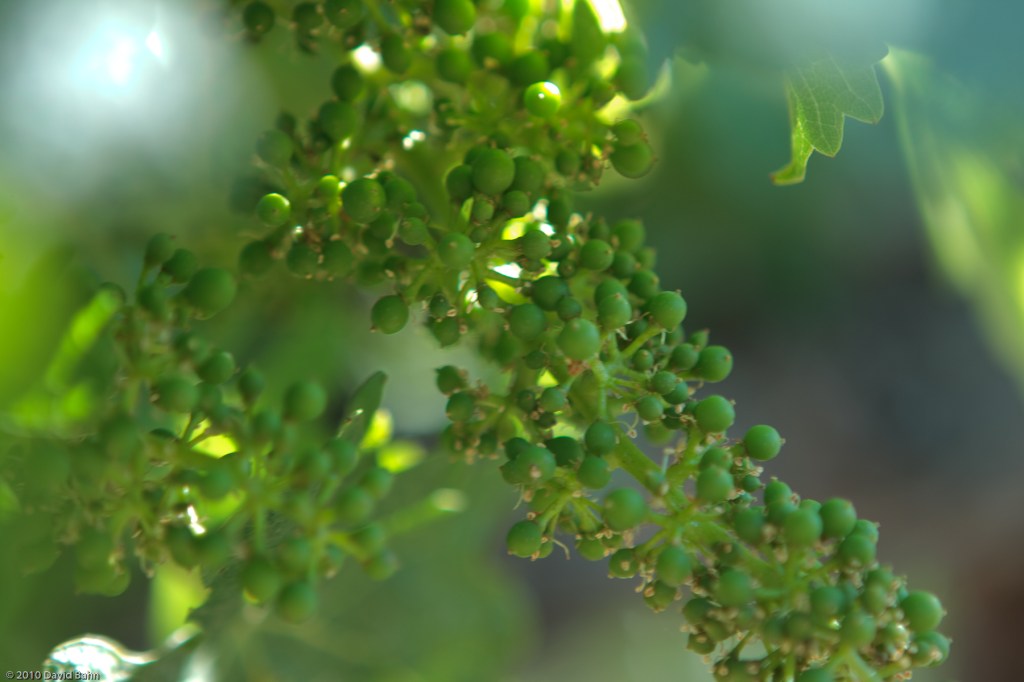 This cluster of grapes is just beginning to form on the branches of the vine. It holds out great potential for fruitfulness.