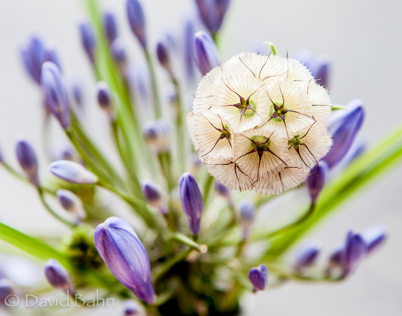 Flowers on our Lunch Table
