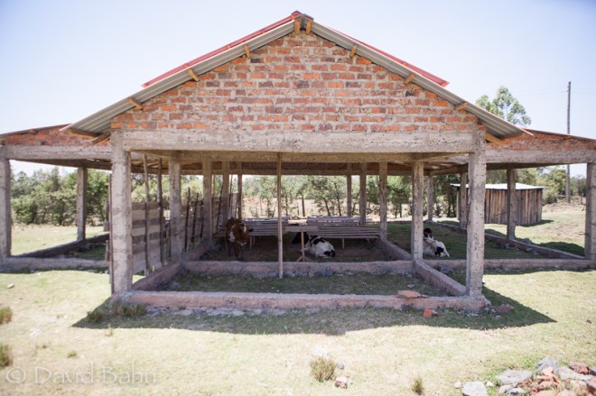 A church building in Kenya is used by the cows for shelter during the week. Note the wooden benches and crude lectern.