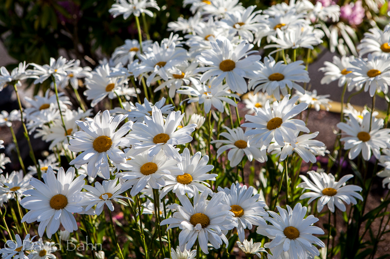 Consider the lilies...