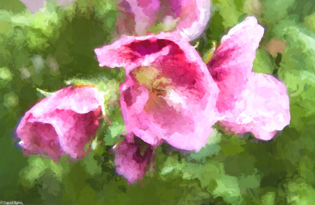 The rendering of flowers represents an effort to reflect Claude Monet's approach to art. Flowers by God. Inspiration by Monet. Image by David. I hope you enjoy it.