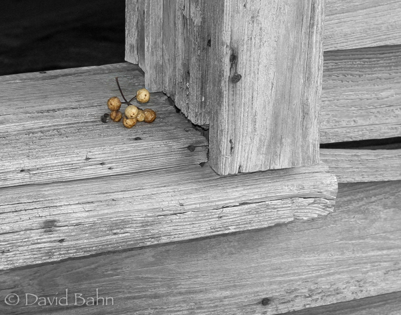 Berries in the Window