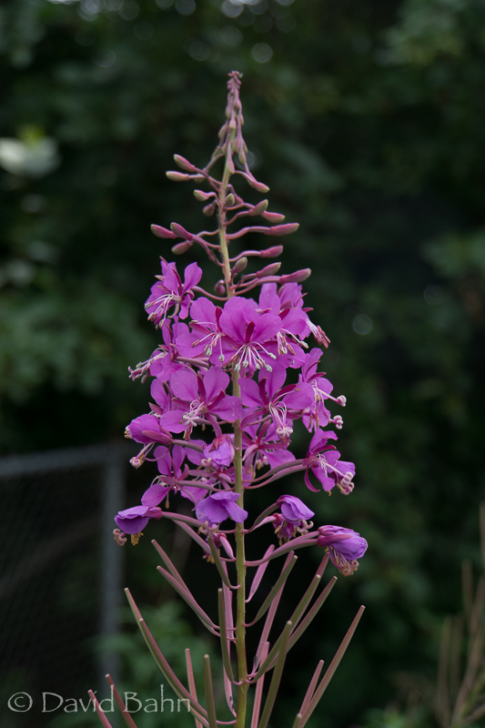 20160726-Anchorage, Alaska-02056