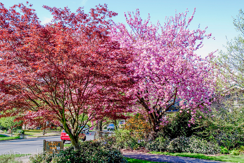Portland_City_Park_Trees
