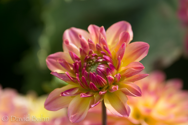 Same flower as yesterday; different view and crop. Still beautiful to my way of thinking!
