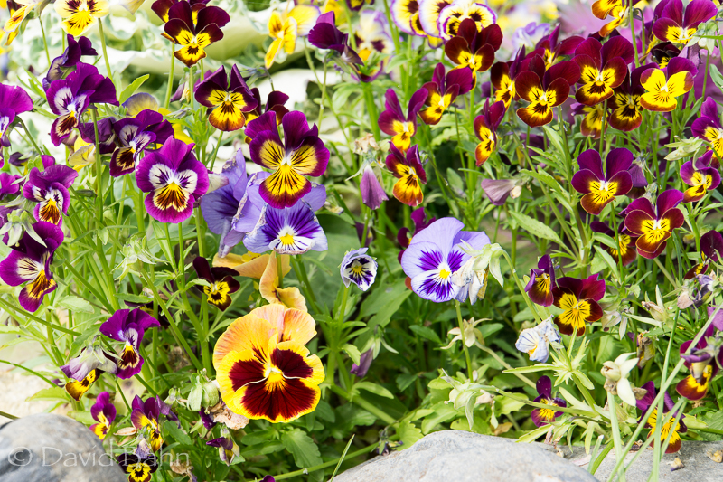 20160727-denali-02209