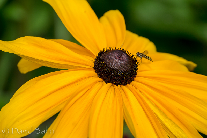 20160727-denali-02216