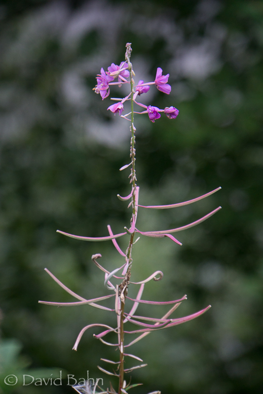 20160728-Denali-02258