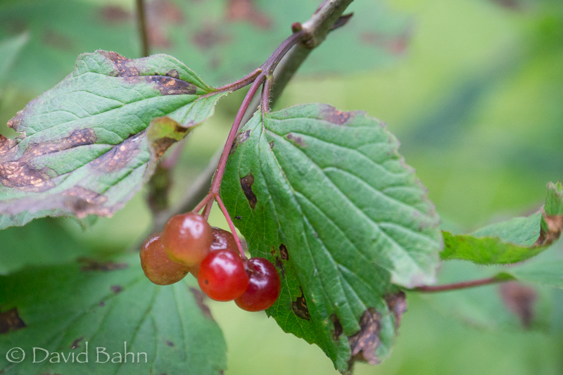 20160728-Denali-02260