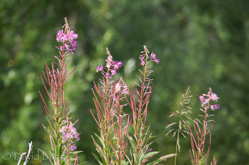 20160802-glacier-bay-skagway-02761