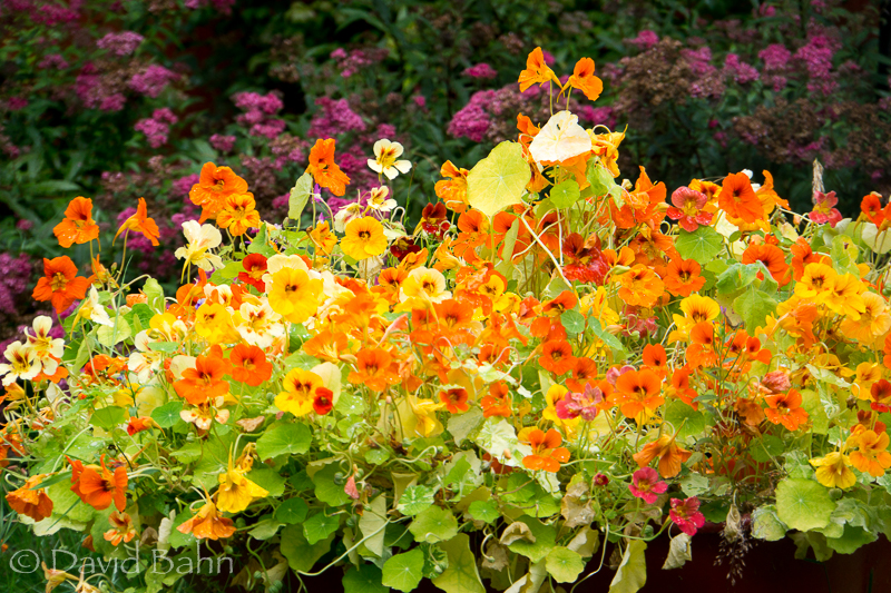 20160804-alaska-cruise-juneau-ketchekan02963