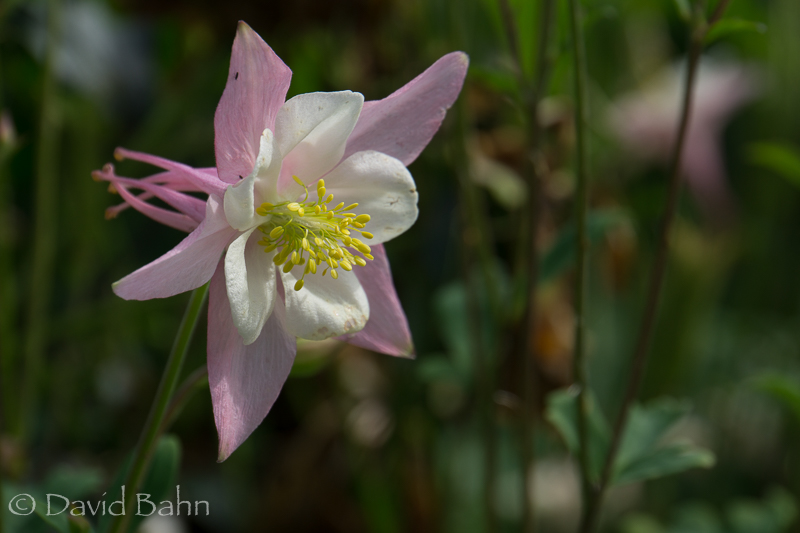 This lovely columbine flower was growing in the front yard garden of a house in Anchorage, Alaska.