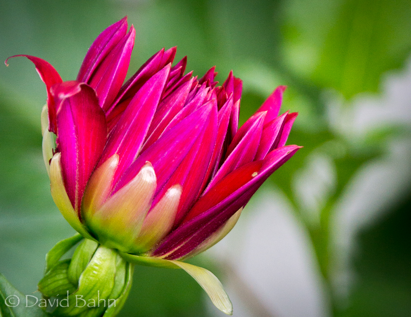 20160804-alaska-cruise-juneau-ketchekan02961