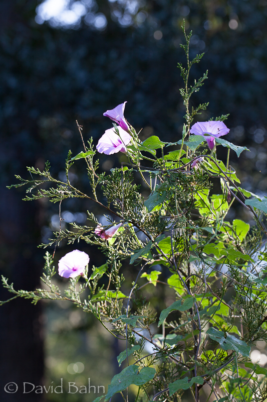 20160924-kleb-woods-9718