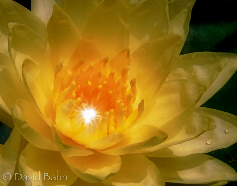 yellow-lilly-cropped-close-sharp-starburst-11x14-lightened_edited-1