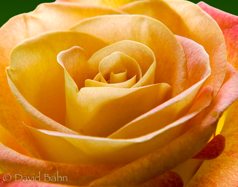 "Yellow Rose" © 2007 David Bahn www.fbgpbd.smugmug.com