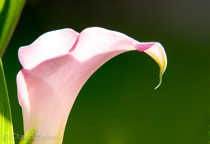 "Calla Lily" © 2007 Flowers by God Photos by David www.fbgpbd.smugmug.com