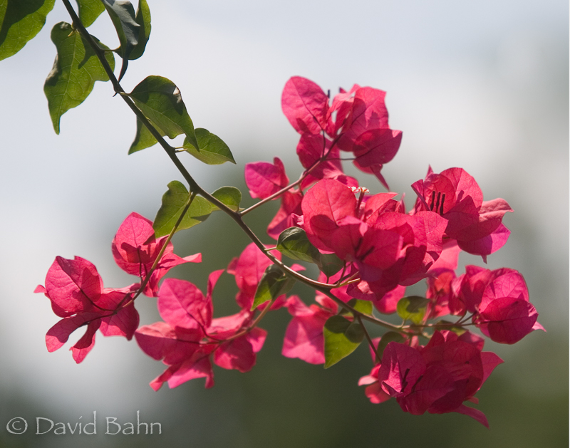 "Crimson Cascade" © 2007 David Bahn www.fbgpbd.smugmug.com