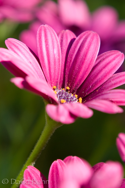 2009_fbgpbd_calendar-07