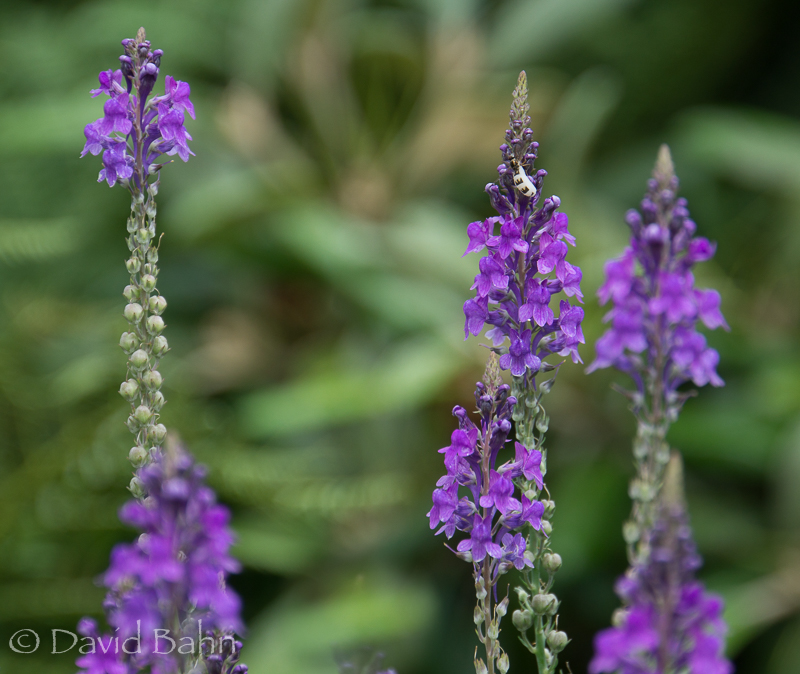 20160804-alaska-cruise-juneau-ketchekan02949