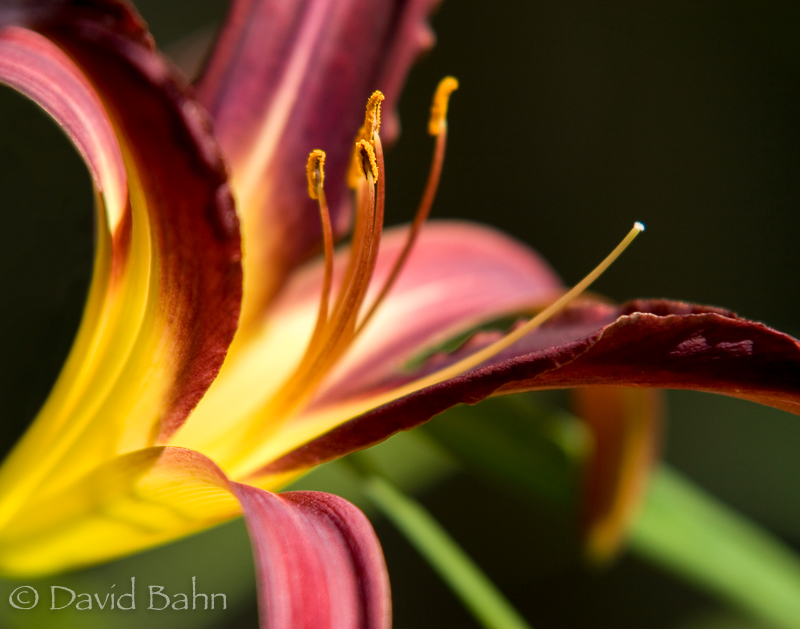 "Day Lily" © 2007 Flowers by God Photos by David www.fbgpbd.smugmug.com